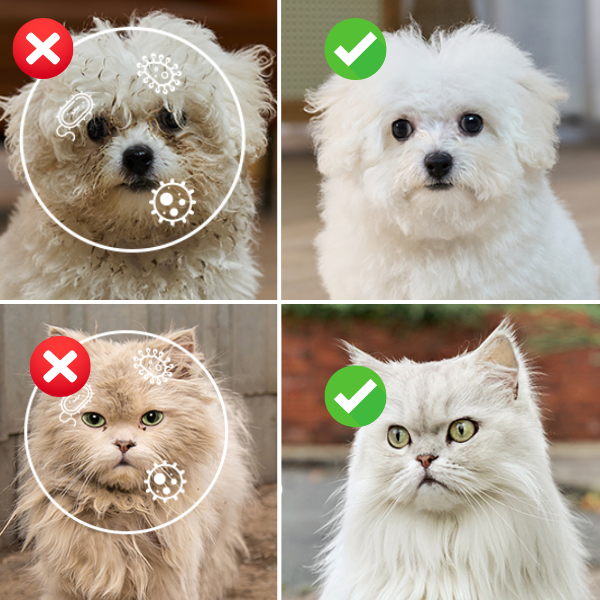 Luva Umedecida Pet Banho sem Água - Limpa, Hidrata e Protege - [Dobro de Pacotes Grátis]