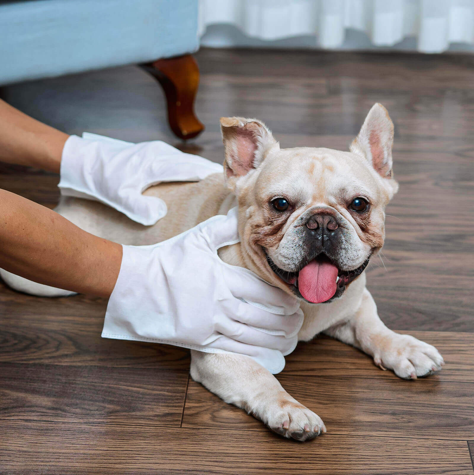 Limpeza Instantânea e Conforto Para Seu Pet - Leve 10, Pague 5