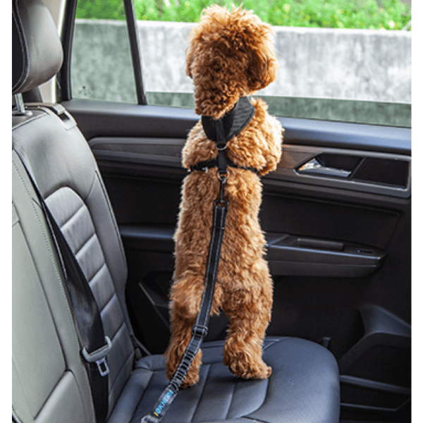 Cinto de Segurança Pet: Proteção Antifuga e Anti-Impacto (Brinde Grátis)