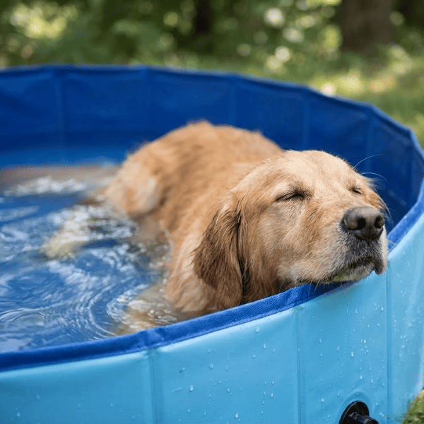Piscina dobrável para pets - SplashPet™. Transforme o calor insuportável em diversão