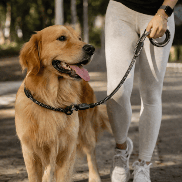 Guia de Corda Premium Para Cães de Grande, Médio e Pequeno Porte