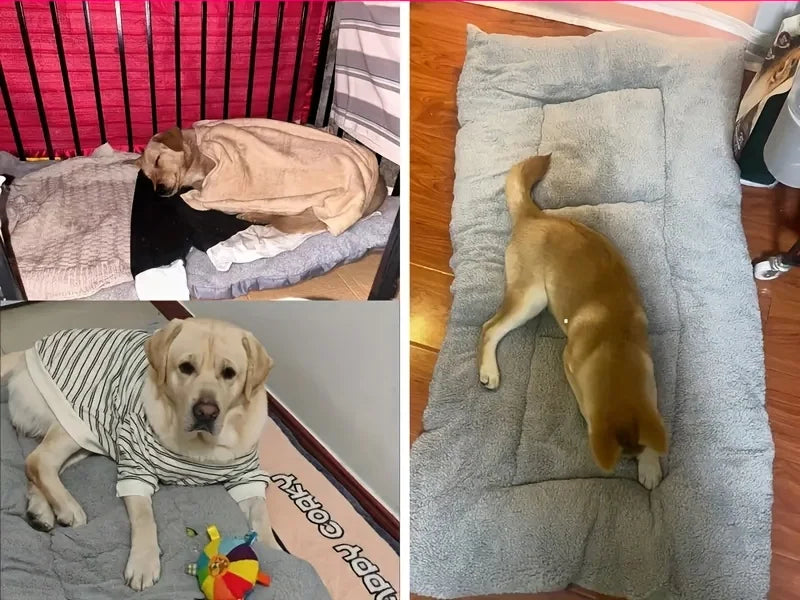 Cama Acolchoada para Cães de Médio e Grande Porte — Mais Conforto e Descanso Profundo